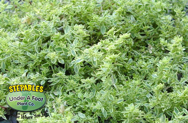 Herniaria Sea Foam Rupturewort Green Carpet